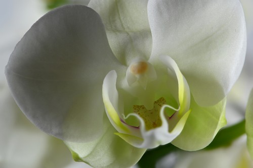 Orchidee, Focus Stacking, 50 Pics   (Klicken zum öffnen)