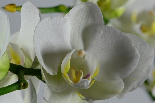Orchidee, Focus Stacking, 60 Pics    (Klicken zum öffnen)
