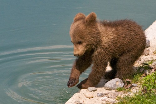 Wasser fasziniert alle Kinder, auch Bärenkinder - Bärenpark Bern   (Klicken zum öffnen)