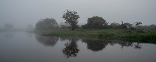 Im Nebel sind die Tiere noch kaum aktiv   (Klicken zum öffnen)