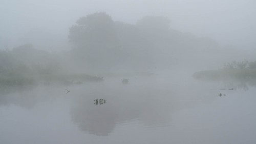 Morgennebel am Rio Cuiabá   (Klicken zum öffnen)