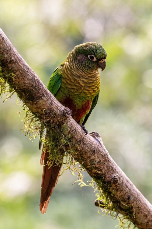 Maroon-bellied Parakeet   (Klicken zum öffnen)