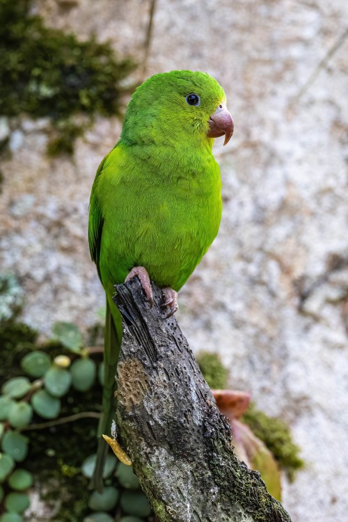 Plain Parakeet   (Klicken zum öffnen)