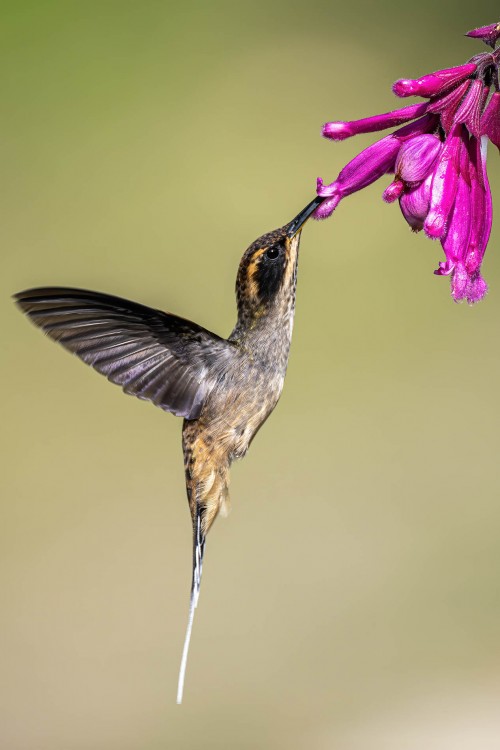 Hummingbird   (Klicken zum öffnen)