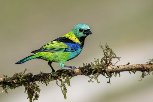 Green-headet Tanager   (Klicken zum öffnen)