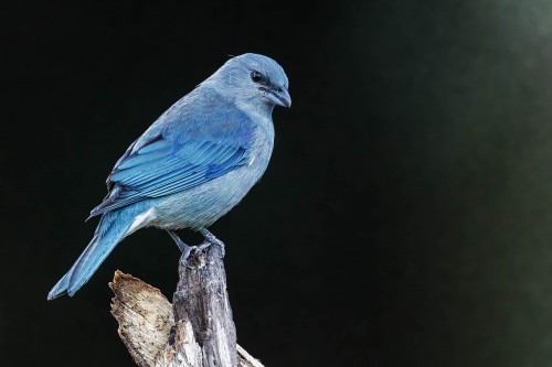 Sayaca Tanager   (Klicken zum öffnen)