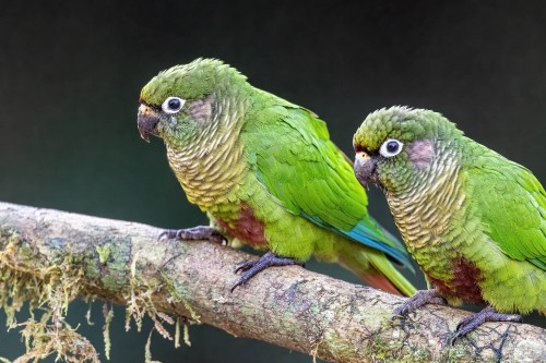 Maroon-bellied Parakeet   (Klicken zum öffnen)
