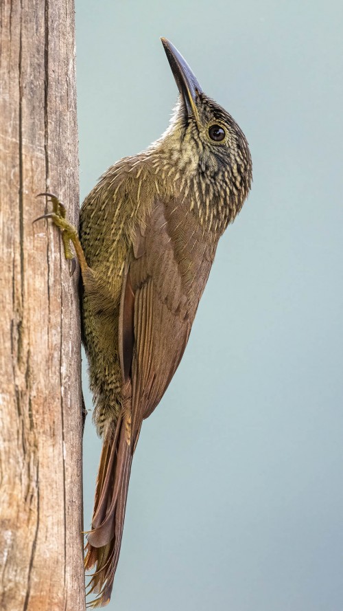 Lesser Woodcreeper   (Klicken zum öffnen)