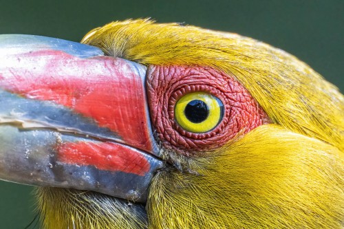 Saffron Toucanet   (Klicken zum öffnen)