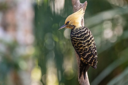 Blond-crested Woodpecker   (Klicken zum öffnen)