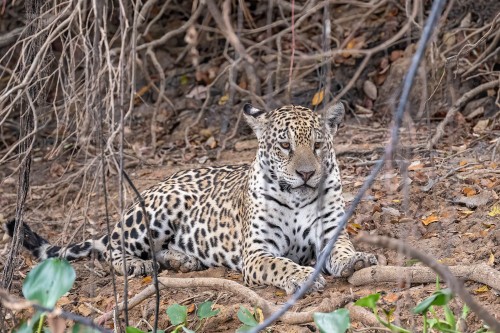 Die erste Jaguar-Sichtung...   (Klicken zum öffnen)