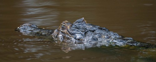 Cayman; Augen und Nasenöffnungen sind perfekt platziert   (Klicken zum öffnen)