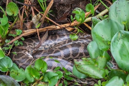 Anaconda im Verdauungsschlaf. Sie kann 3m lang werden und über 30kg wiegen   (Klicken zum öffnen)