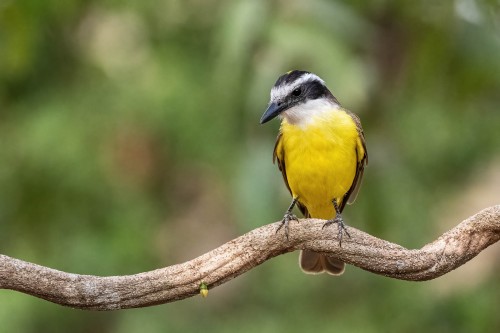 Bananaquit   (Klicken zum öffnen)