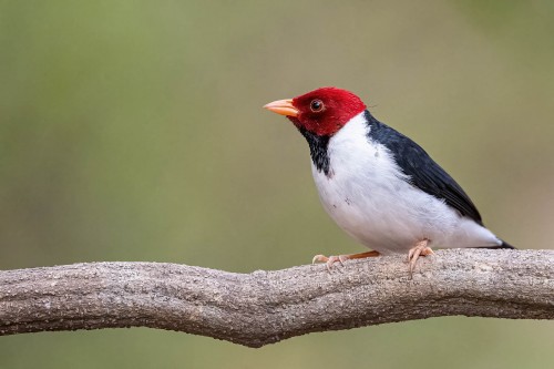 Yellow-billed Cardinal   (Klicken zum öffnen)