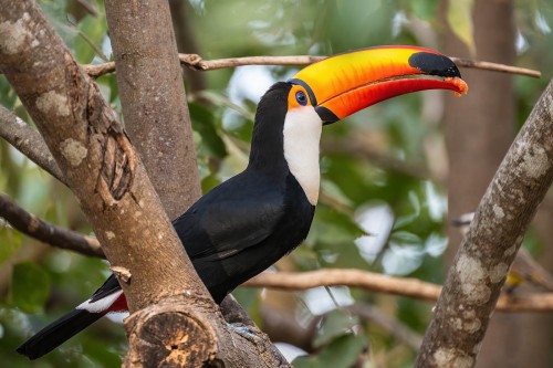 Toco Toucan; der grösste in der Familie der Tukane   (Klicken zum öffnen)