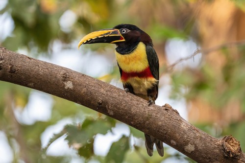 Chestnut-eared Aracari   (Klicken zum öffnen)