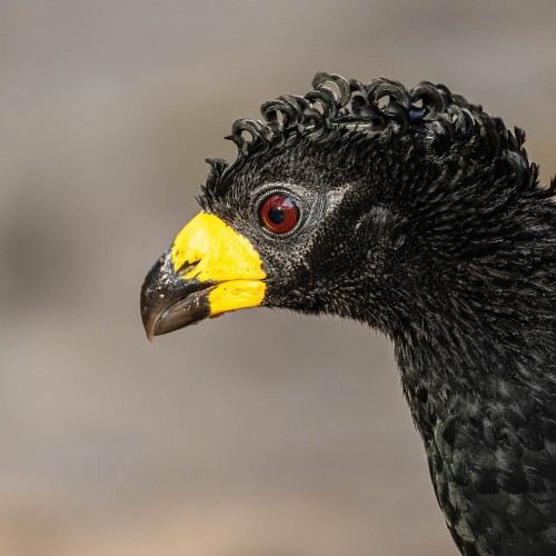 Bare-faced Currassow   (Klicken zum öffnen)