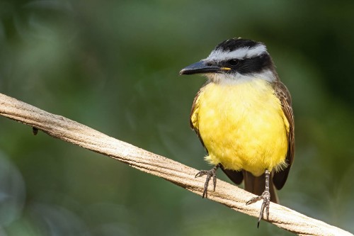 Bananaquit   (Klicken zum öffnen)