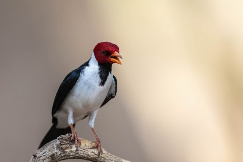 Yellow-billed Cardinal   (Klicken zum öffnen)