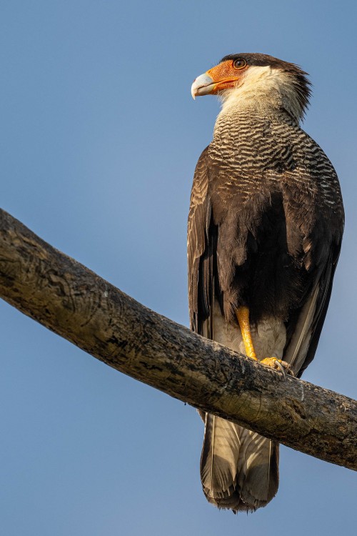 Caracara   (Klicken zum öffnen)