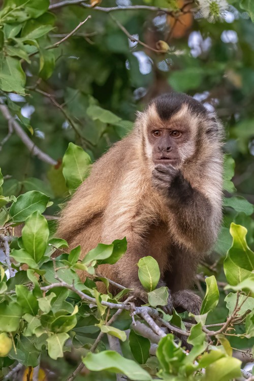  Capuchin Monkey   (Klicken zum öffnen)