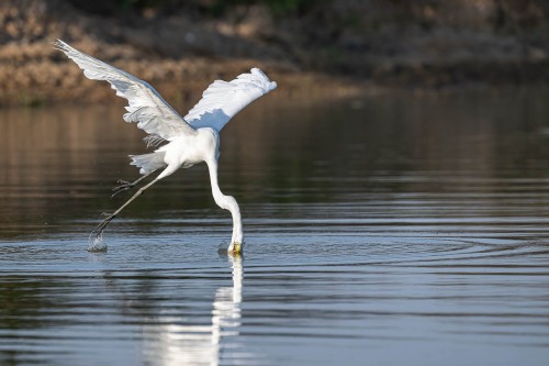 Great Egret beim Fangen eines Köderfisches   (Klicken zum öffnen)