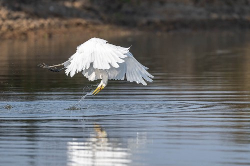 Der Fisch beeinflusst das Flugverhalten   (Klicken zum öffnen)