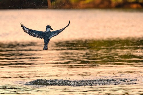 Kingfisher taucht ohne Beute wieder auf   (Klicken zum öffnen)