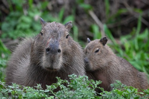 Capybara-Mutter mit Jungem   (Klicken zum öffnen)