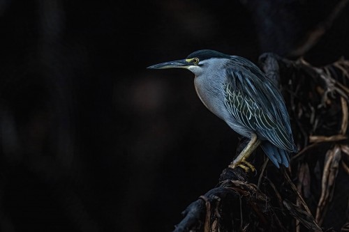 Blak-crowned Night-Heron; trägt seinen Namen zu Recht   (Klicken zum öffnen)