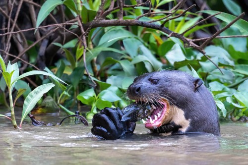 Giant Otter verspeisen Unmengen von Fisch   (Klicken zum öffnen)