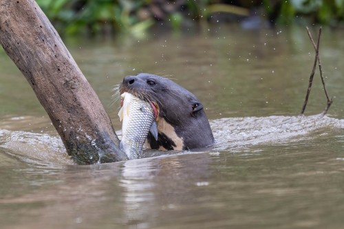 Manchmal ist der Fisch zu gross, um ihn schwimmend zu fressen   (Klicken zum öffnen)