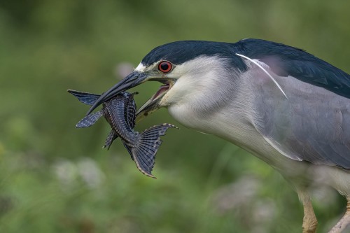 Eine etwas gar grosse Beute; Black-crowned Night-Heron   (Klicken zum öffnen)