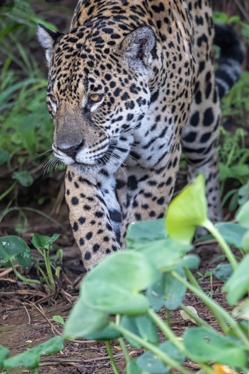 Innerhalb des Verbreitungsgebietes variiert die Grösse stark, im Pantanal leben die grössten   (Klicken zum öffnen)