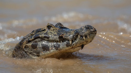 Im Pantanal sind sie die bevorzugte Beute der Jaguare   (Klicken zum öffnen)