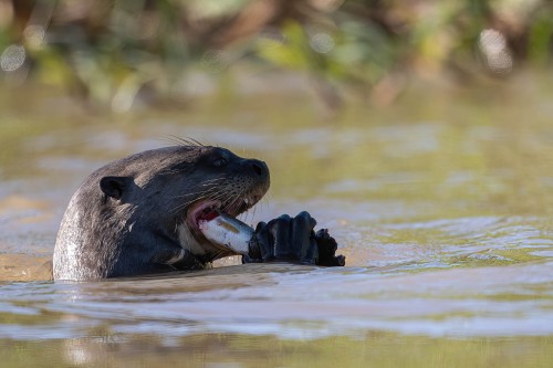 Ever hungry Giant Otter   (Klicken zum öffnen)