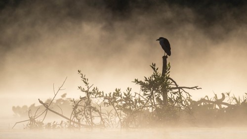 Blak-crowned Night-Heron im Morgennebel   (Klicken zum öffnen)