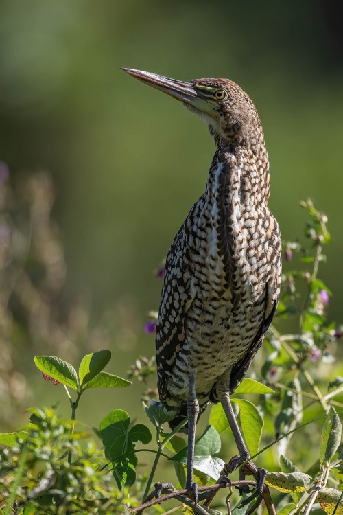 Rufescent Tiger-Heron   (Klicken zum öffnen)