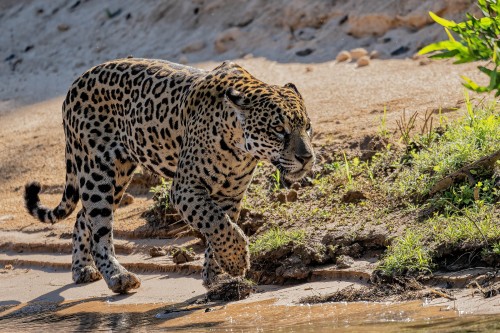 Der Jaguar ist die drittgrösste Katze der Welt.  Männchen wiegen 90-100kg   (Klicken zum öffnen)