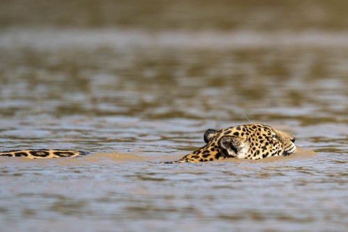 Jaguare sind gute Schimmer. Sie durchqueren den Fluss regelmässig   (Klicken zum öffnen)