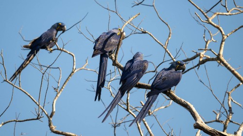 Hyacinth Macaw   (Klicken zum öffnen)