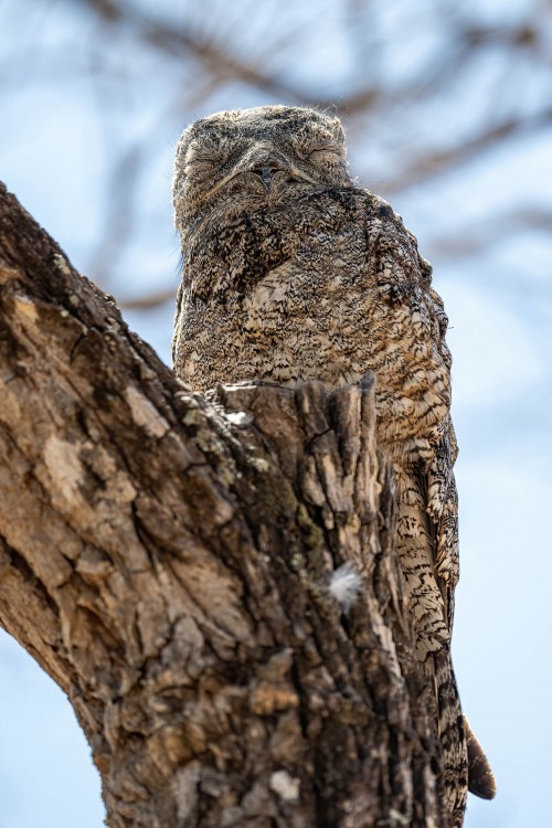 Der Meister der Tarnung: Common Potoo   (Klicken zum öffnen)