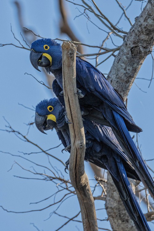 Hyacinth Macaw sind sehr gesellig   (Klicken zum öffnen)