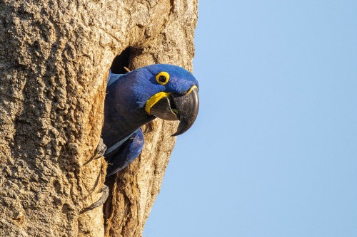 Hyacinth Macaw sind die grössten flugfähigen Papageien   (Klicken zum öffnen)