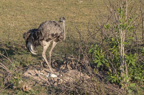 Greater Rhea / Nandu mit Kücken am Nest   (Klicken zum öffnen)