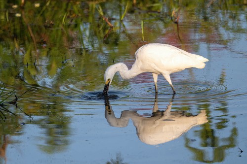 Great Egret   (Klicken zum öffnen)