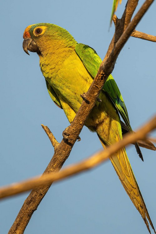 Parakeet   (Klicken zum öffnen)