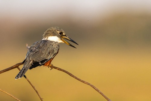 Kingfisher hält Ausschau nach Beute   (Klicken zum öffnen)