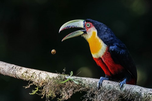 Red-breasted Toucan   (Klicken zum öffnen)